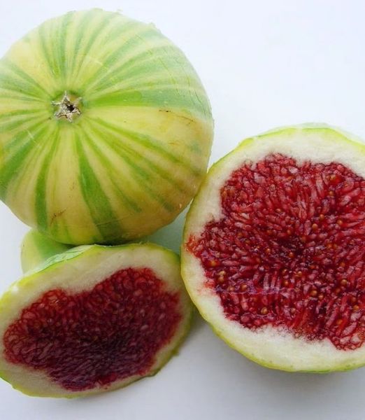 Ficus carica 'Panache'